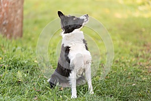 Border collie dog sitting in the green