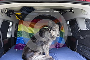 A border collie dog sitting inside the bed of a mini campervan. Travel time with dog