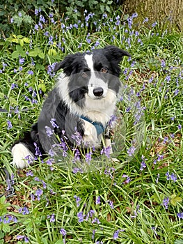 Border Collie Dog sitting pose with bluebells photo