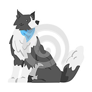 Border Collie Dog, Sitting Shepherd Pet Animal with Black White Coat Cartoon Vector Illustration