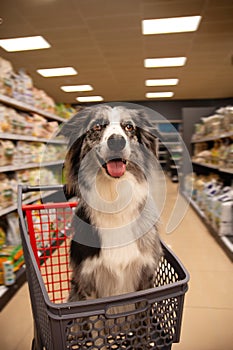 Border collie dog sitting in a shopping cart or trolley on grocery, super maket or pet store