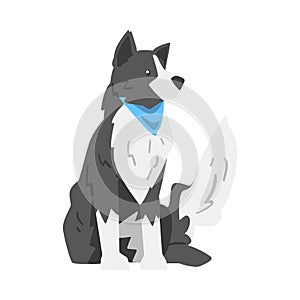 Border Collie Dog, Smart Shepherd Pet Animal with Black White Coat Cartoon Vector Illustration