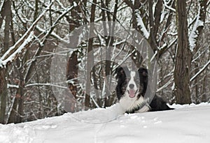 Border Collie Dog In The Snow