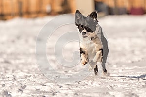 Border collie dog in snowy winter. Dog running and having fun in the snow