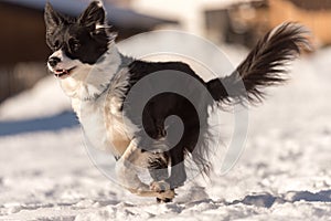 Border collie dog in snowy winter. Dog running and having fun in the snow