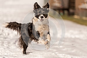 Border collie dog in snowy winter. Dog running and having fun in the snow