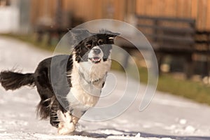 Border collie dog in snowy winter. Dog running and having fun in the snow