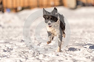 Border collie dog in snowy winter. Dog running and having fun in the snow