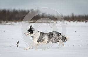 Border Collie dog in the snowy a winters day
