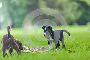 Border collie dog in a spring meadow. Cute puppy portrait, green lush with sunlight