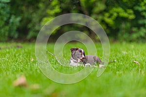 Border collie dog in a spring meadow. Cute puppy portrait, green lush with sunlight