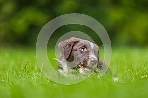 Border collie dog in a spring meadow. Cute puppy portrait, green lush with sunlight