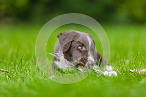 Border collie dog in a spring meadow. Cute puppy portrait, green lush with sunlight