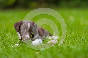 Border collie dog in a spring meadow. Cute puppy portrait, green lush with sunlight