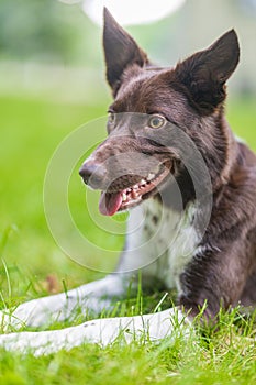 Border collie dog in a spring meadow. Cute puppy portrait, green lush with sunlight