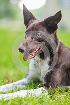 Border collie dog in a spring meadow. Cute puppy portrait, green lush with sunlight