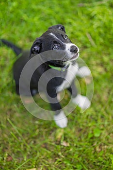 Border collie dog in a spring meadow. Cute puppy portrait, green lush with sunlight