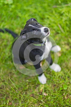 Border collie dog in a spring meadow. Cute puppy portrait, green lush with sunlight