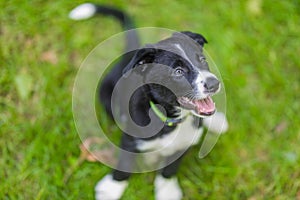 Border collie dog in a spring meadow. Cute puppy portrait, green lush with sunlight