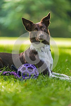 Border collie dog in a spring meadow. Cute puppy portrait, green lush with sunlight