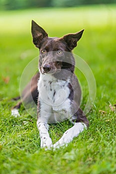 Border collie dog in a spring meadow. Cute puppy portrait, green lush with sunlight