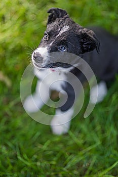 Border collie dog in a spring meadow. Cute puppy portrait, green lush with sunlight