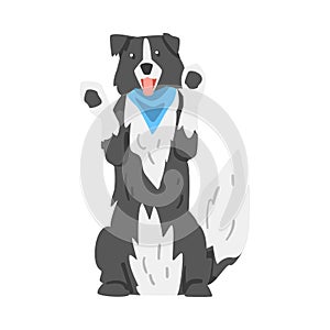 Border Collie Dog Standing on its Hind Legs, Smart Shepherd Pet Animal with Black White Coat Cartoon Vector Illustration