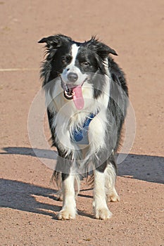 Border Collie Dog - Standing on path