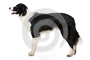 Border collie dog standing on white background