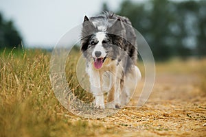 Border Collie dog on a summery dirt road