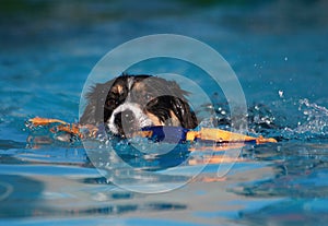 Border Collie Dog swimming with his toy