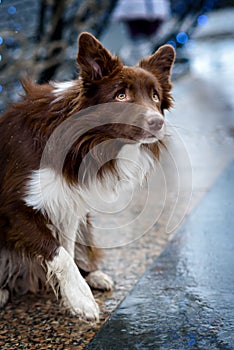 Border Collie dog trained to perform tricks in the