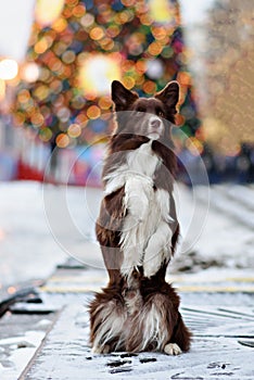 Border Collie dog trained to perform tricks in the