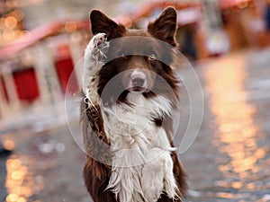 Border Collie dog trained to perform tricks in the