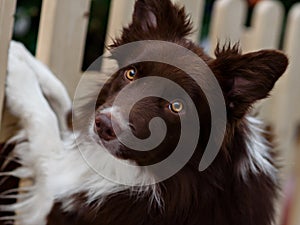 Border Collie dog trained to perform tricks in the