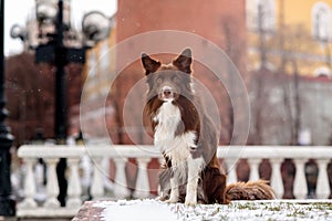 Border Collie dog trained to perform tricks in the