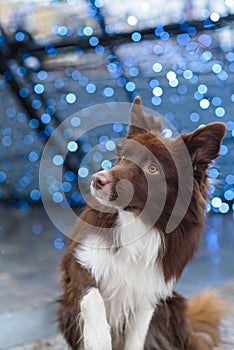 Border Collie dog trained to perform tricks in the