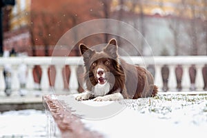 Border Collie dog trained to perform tricks in the