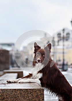 Border Collie dog trained to perform tricks in the