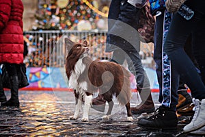 Border Collie dog trained to perform tricks in the