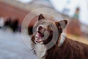 Border Collie dog trained to perform tricks in the