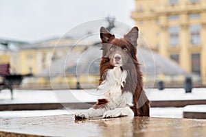 Border Collie dog trained to perform tricks in the