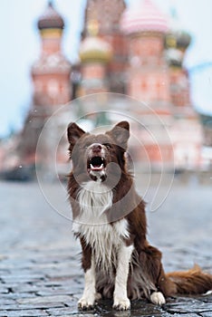 Border Collie dog trained to perform tricks in the