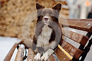 Border Collie dog trained to perform tricks in the