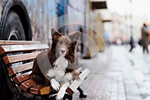 Border Collie dog trained to perform tricks in the