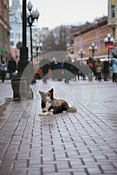 Border Collie dog trained to perform tricks in the