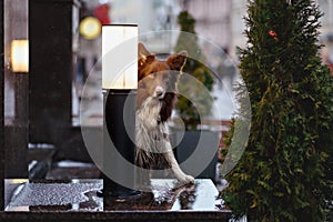 Border Collie dog trained to perform tricks in the