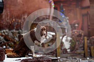 Border Collie dog trained to perform tricks in the