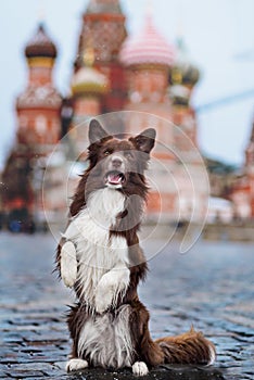 Border Collie dog trained to perform tricks in the
