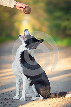 Border collie dog training with a ball